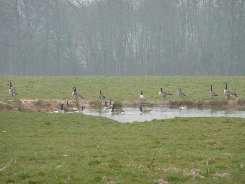 2015-03-15-Oiseaux d'eau aux étangs St Hubert